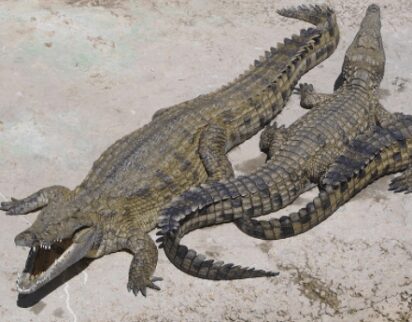 Dozens of crocodiles escape South African farm