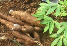 FG moves to adopt efficient technology in cassava production FG moves to adopt efficient technology in cassava production
