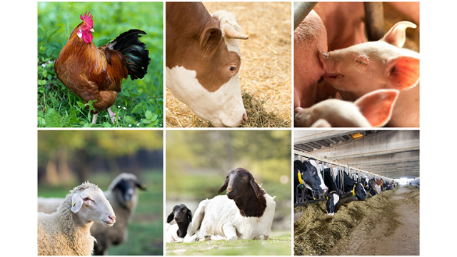 Herder/farmer clashes: FAO suggests building alternative livestock value chains