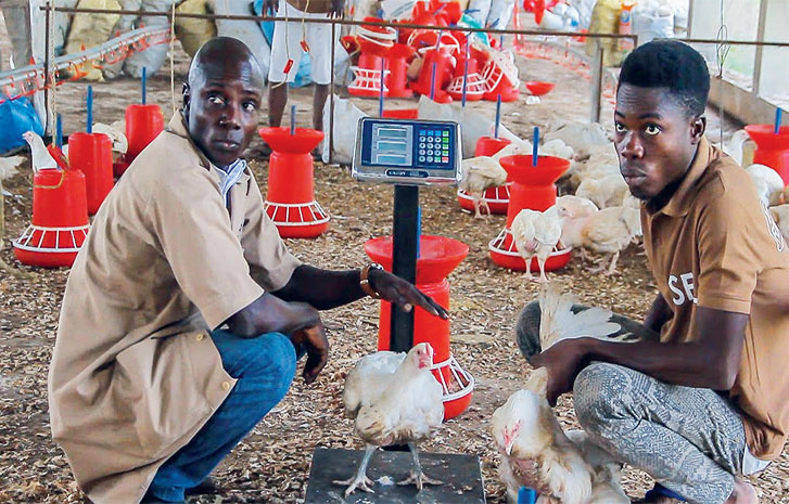 Lagos Farmers Share Experiences On APPEALS Project
