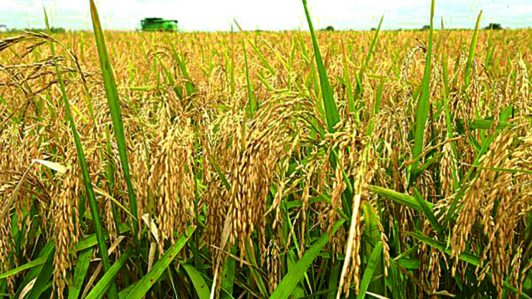 NALDA flags off dry season farming in five states