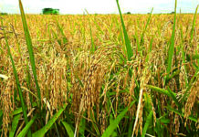 ‘Why we want government to invest more in rice farming’ NALDA flags off dry season farming in five states