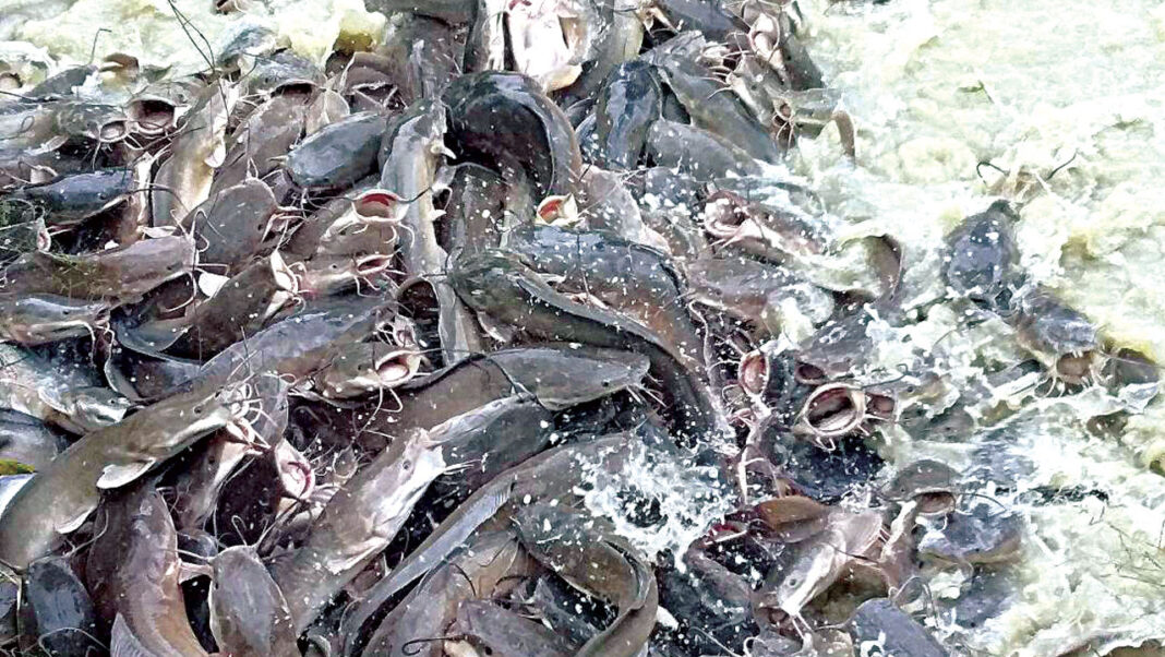 NGO, CFAO Group empowers 20 fish farmers with revolving loans