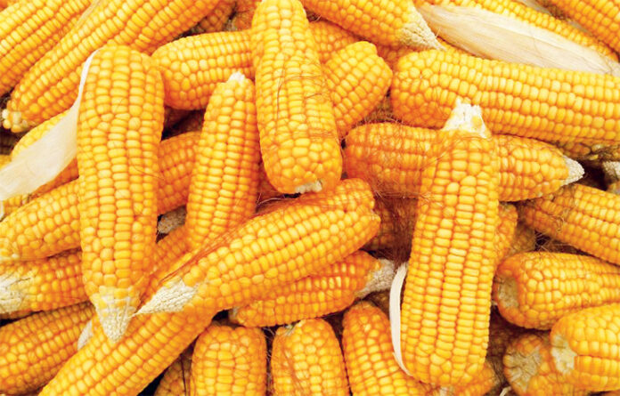 X-Raying CBN’s Intervention In Maize To Poultry Sector