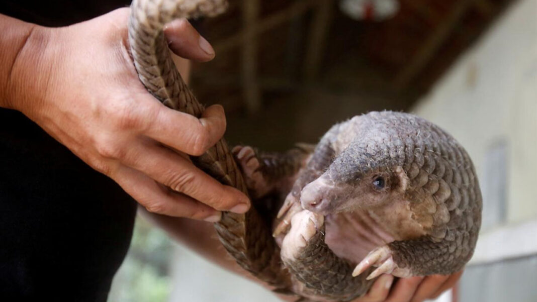 ‘Delisting Nigeria as illegal pangolin trade hub requires collaboration’