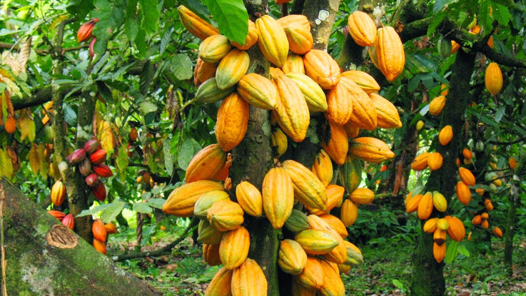 ‘Seedlings, production techs impeding Nigeria’s cocoa industry’