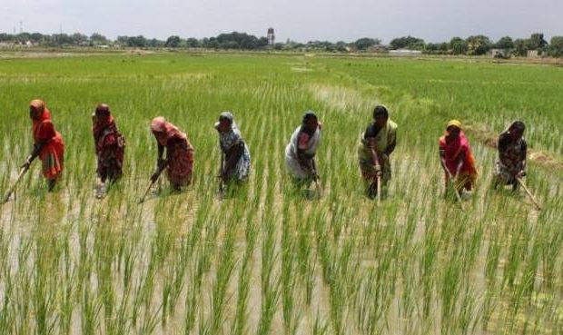 Agric Ministry Trains 40 Rice Farmers, Distribute Rice Seeds In Edo