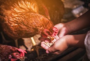 AF poultry farming