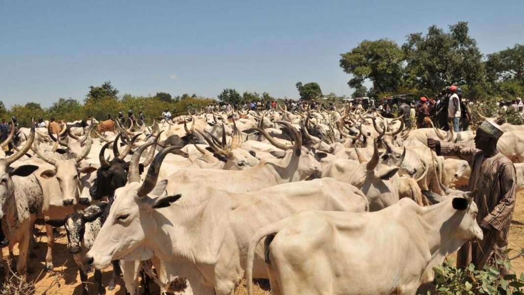 Cattle owners and herdsmen-farmers problem: Matters arising
