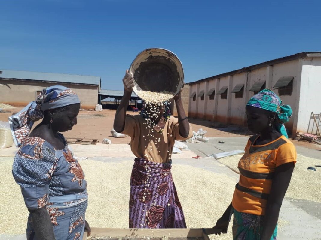 Creating Sustainable Value Chains for Staple Crops in Nigeria