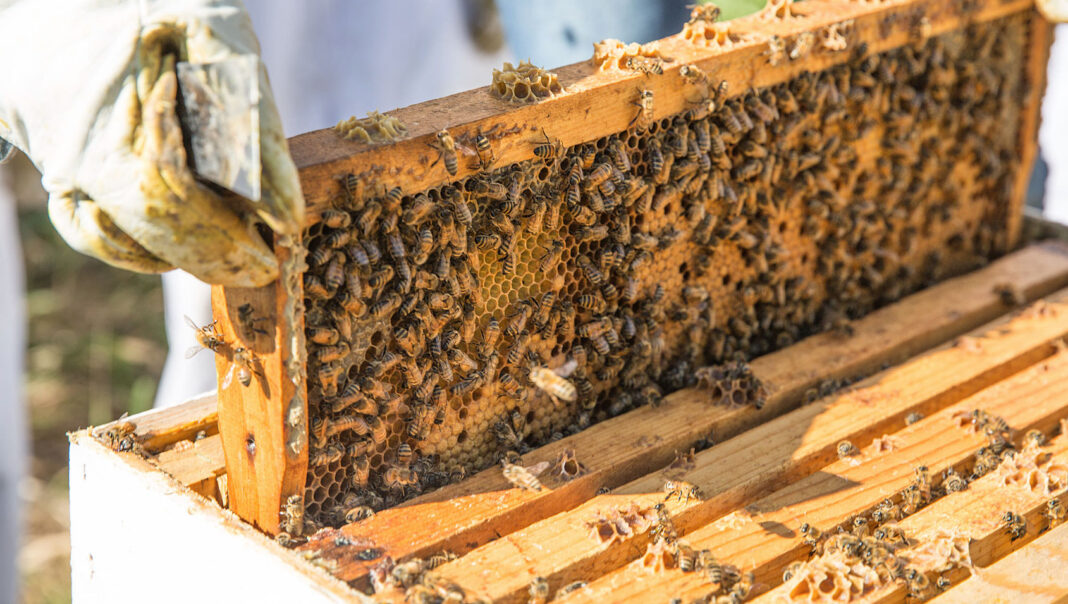 FG distributes 40 pollination packs to bee keepers, others in Edo 