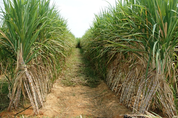 How Nigeria’s sugar production collapsed for decades, allowing Dangote, BUA imports to thrive