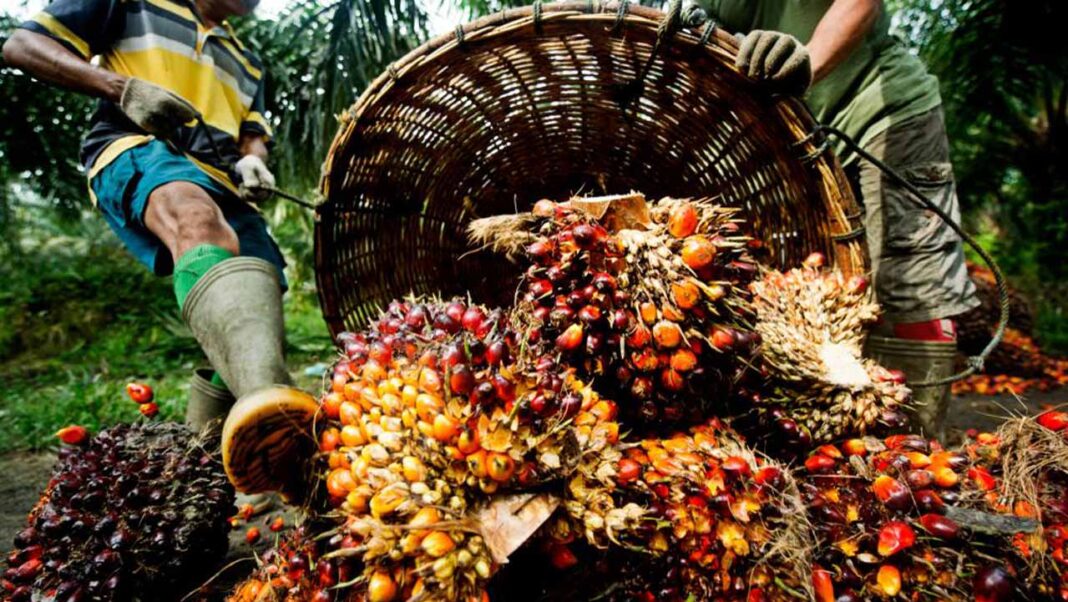 Investors commit N100bn into Edo oil palm sector