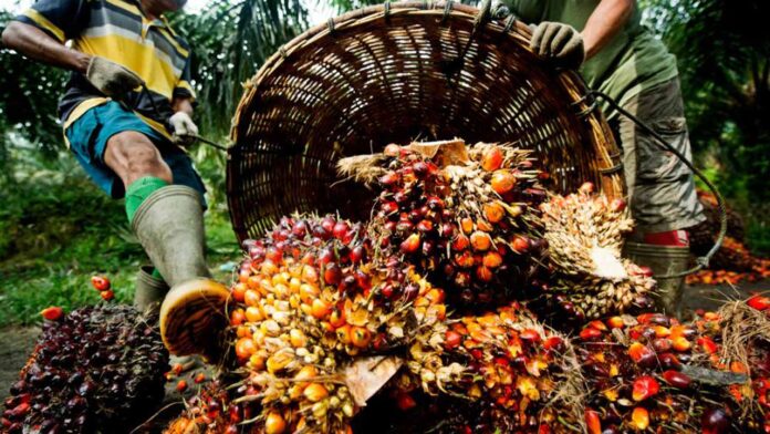 Investors commit N100bn into Edo oil palm sector