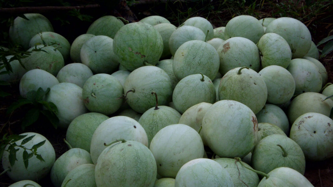 Agric data key to achieving food security, say stakeholders    