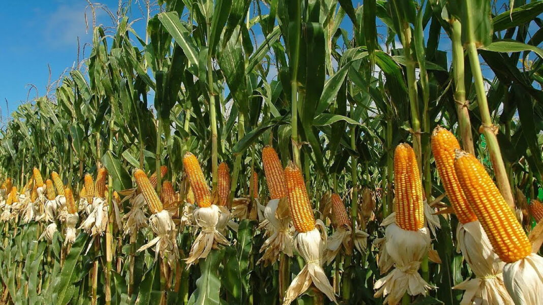 Agro-industrial users kick as CBN insists on no maize import