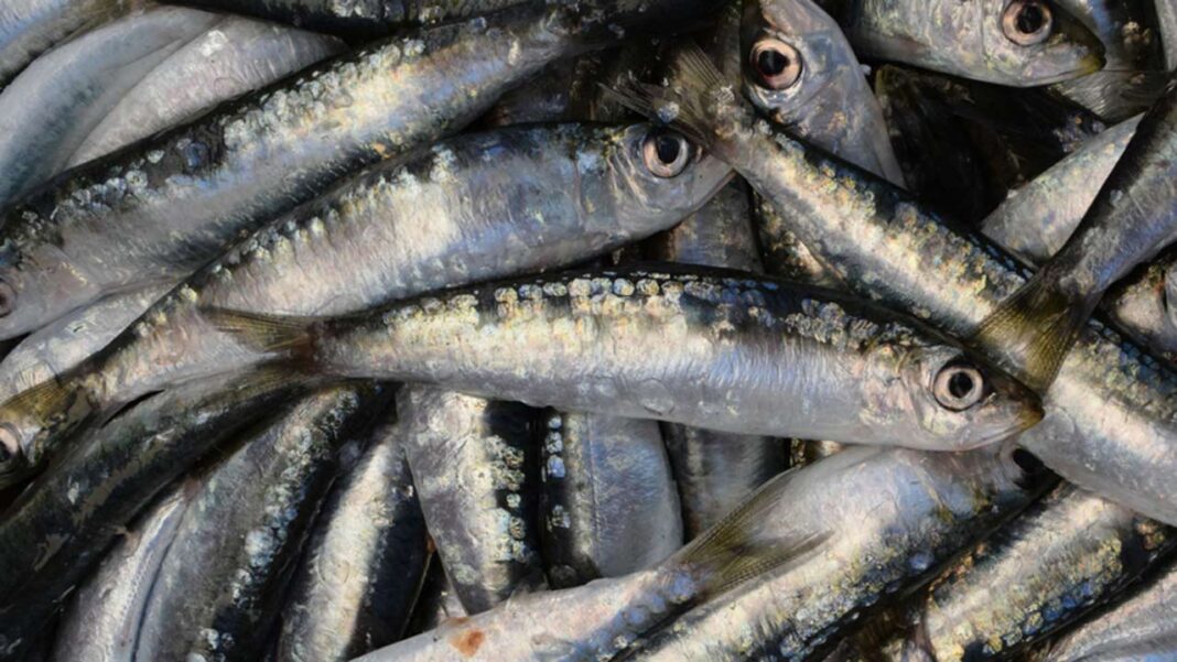 Aquaculture receives boost as women fish processors’ unveil association
