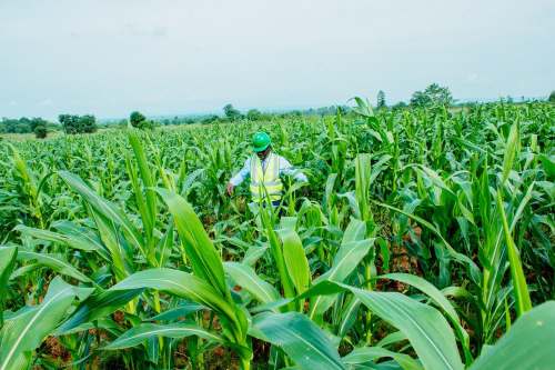 Bank to extend additional funding to smallholder maize farmers