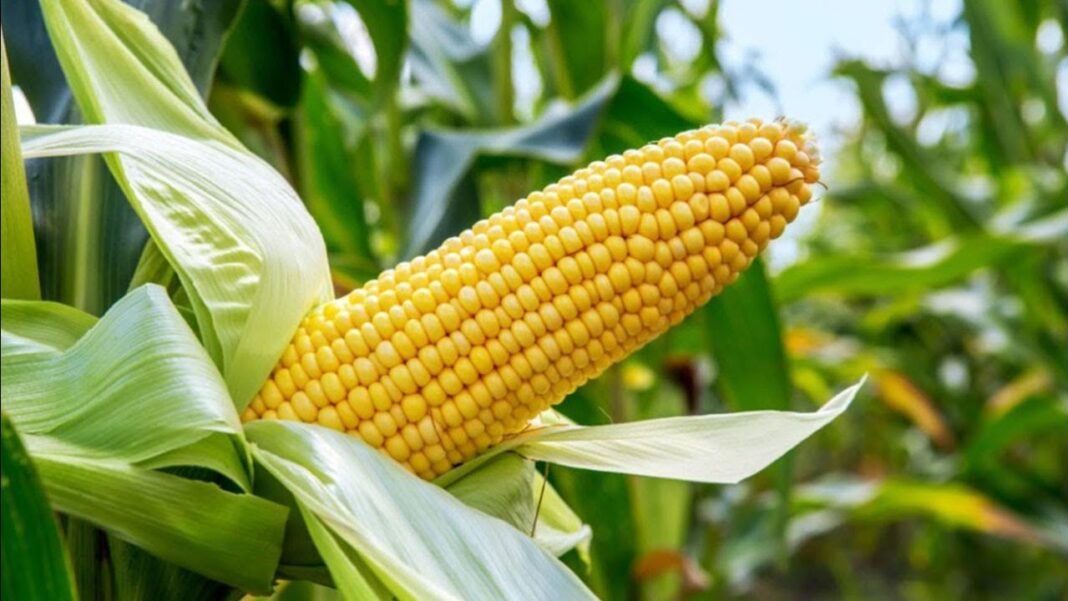 Bayer Nigeria bridges productivity gap in maize Cultivation