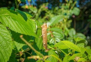 EU contributes to strengthen gains in desert Locust fight FA