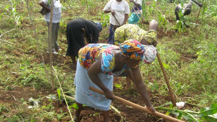 FG, IFAD train 100 communities on food system In Ondo FG, IFAD train 100 communities on food system In Ondo | The Guardian Nigeria News