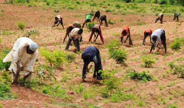 Farmers raise alarm as insecurity threatens food availability