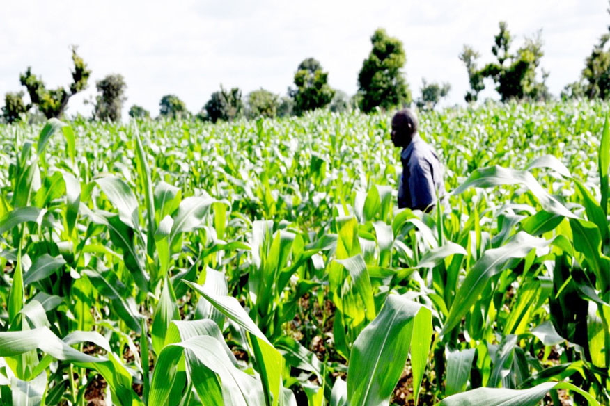 Food Production: Ohanaeze Charges S’Easterners On Farming