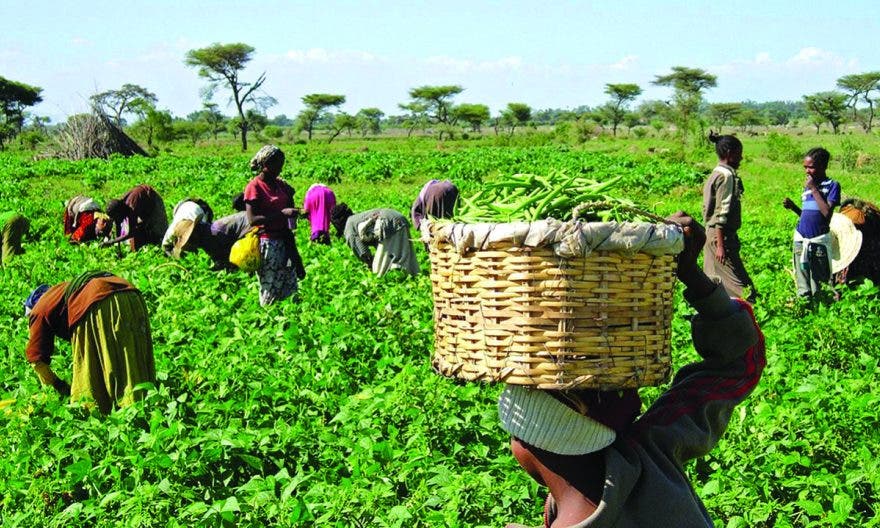 Food Security: Commercial banks’re frustrating farmers’ productivity — Eholor