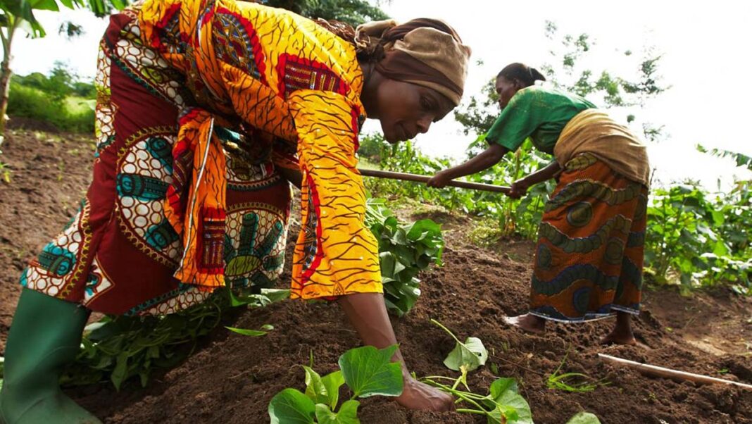 How private security measures on farm investments push food inflation