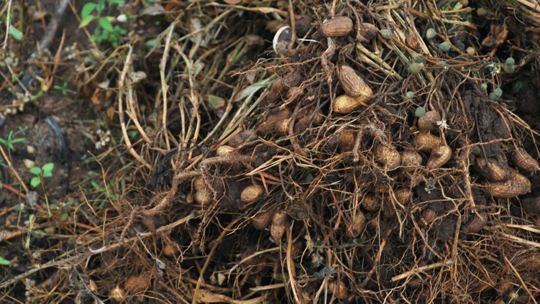 Nigeria loses $1b yearly to aflatoxin triggered diseases
