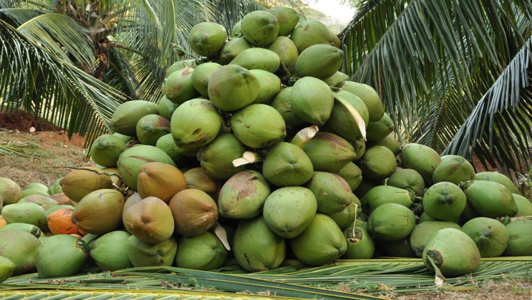 Nigeria trains coconut farmers on nursery, processing