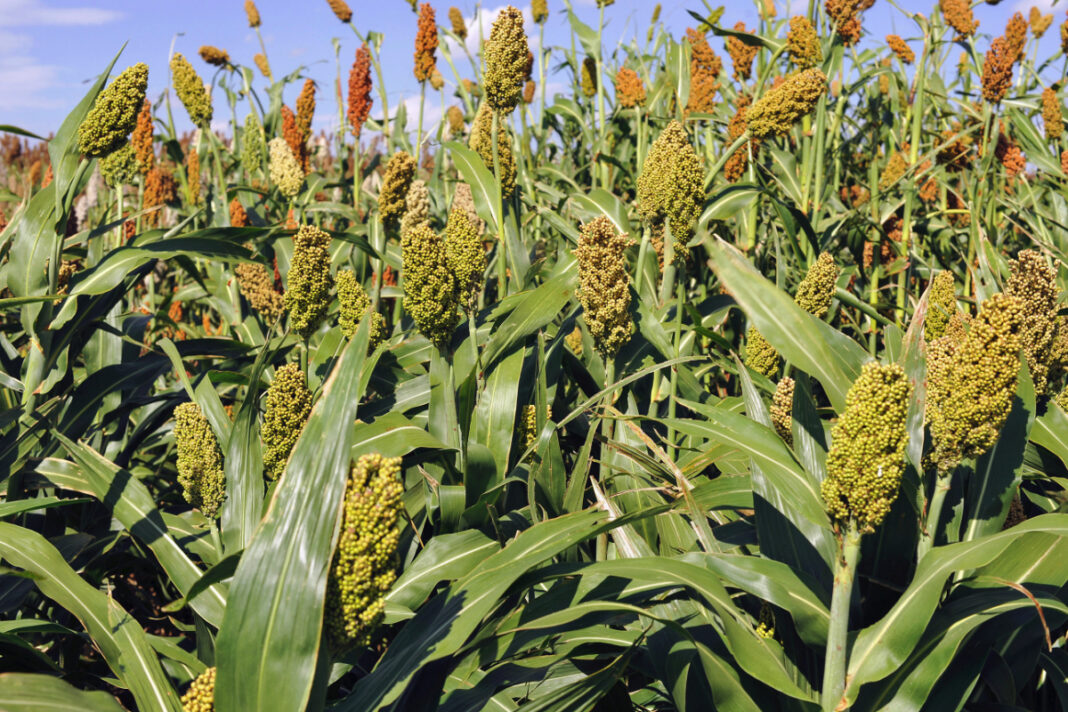 Nigerian sorghum farmers devise coping strategies for post-harvest losses