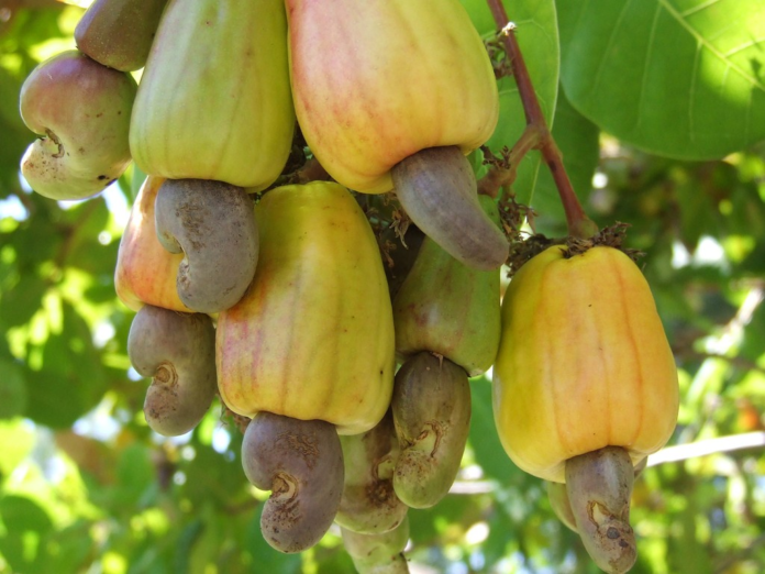 Nigeria’s cashew sector challenges remain despite new facilities