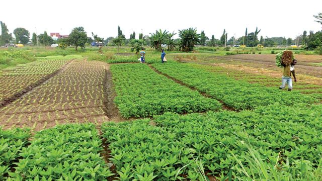 Osun farmers seek more inputs Osun farmers seek more inputs