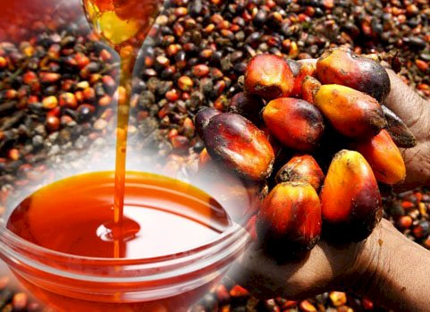 Palm Oil Packaging Business Venture