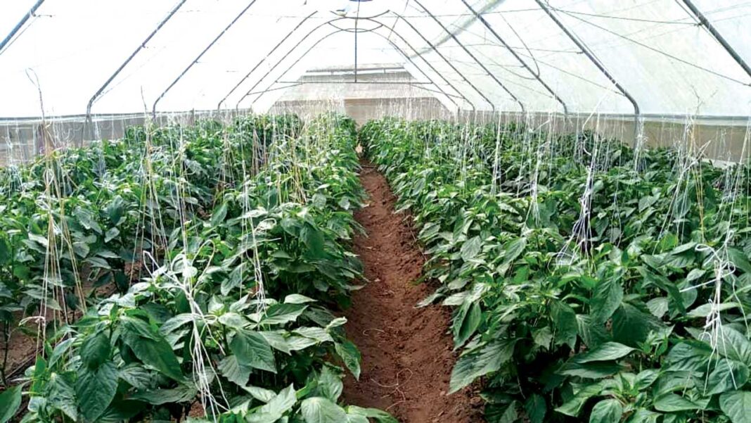 Professionals advocate backyard, greenhouse farming
