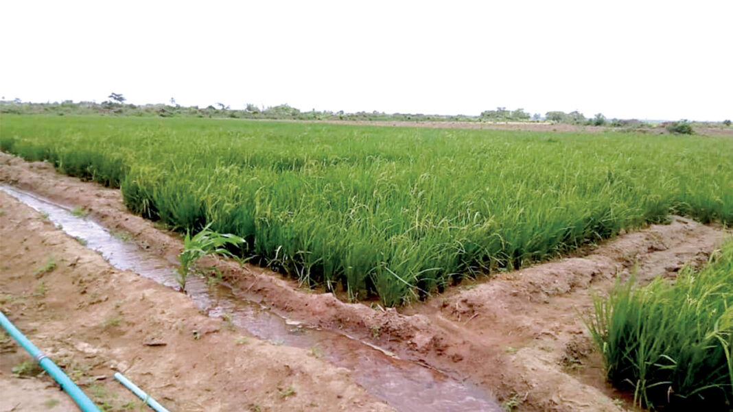 Why large-scale farming is hampered in Nigeria
