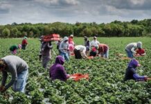 Outgrower Programmes and Fortunes of Smallholder Farmers in Nigeria – The Role of Financial Institutions