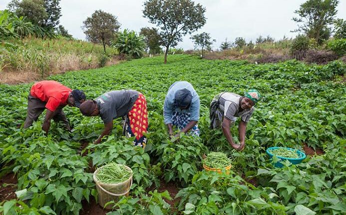 ‘Attacks on Benue farmers meant to destroy state’s agro-economy’