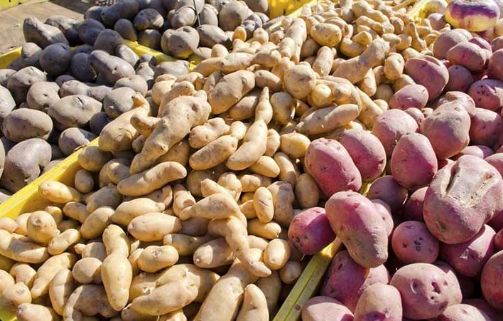 FG Trains Potato Farmers On Agribusiness