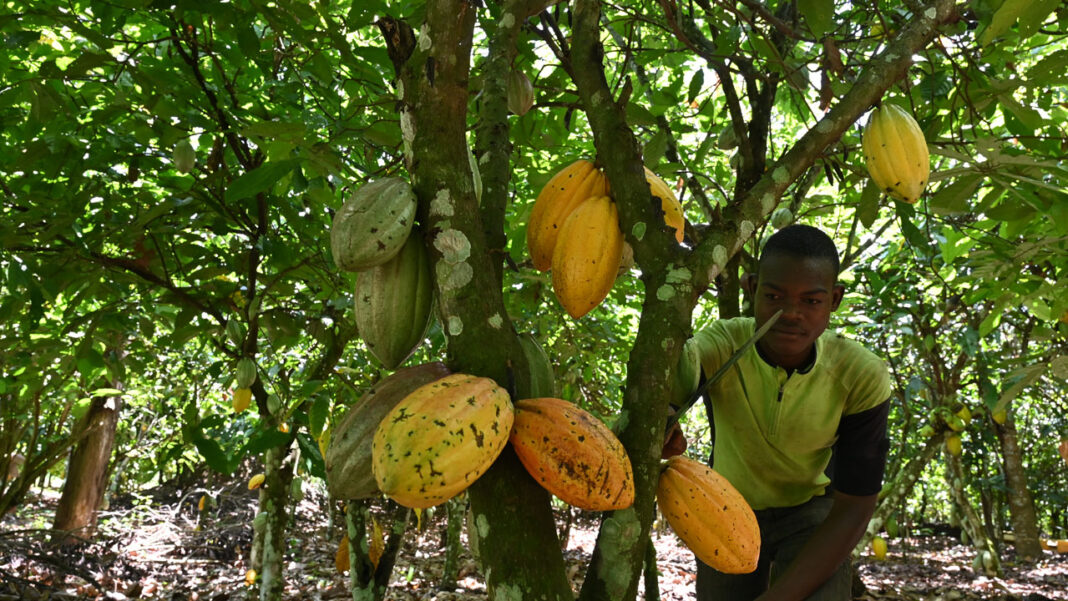 Nigeria struggles with cocoa production as China breaks through