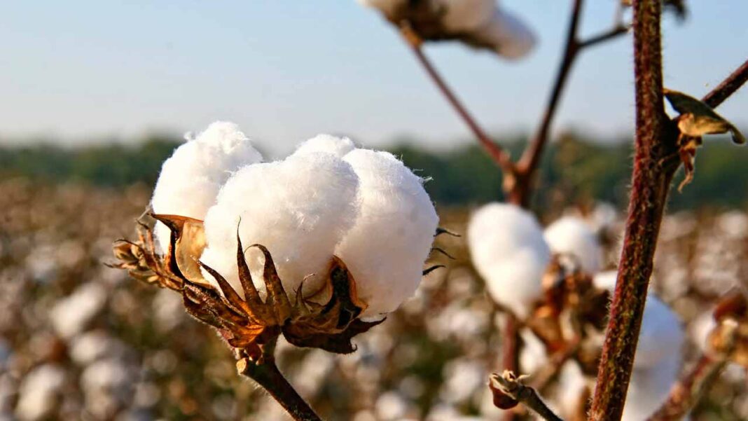 Ogun acquires 4,500-hectares  for cotton, job  creation