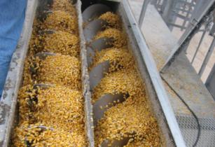 Hydronix corn in conveyor