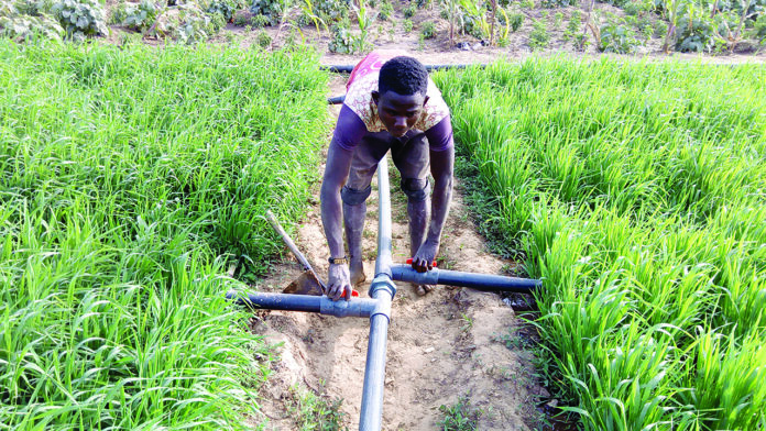 Why irrigation farming is strategic to counter rainfall shortage