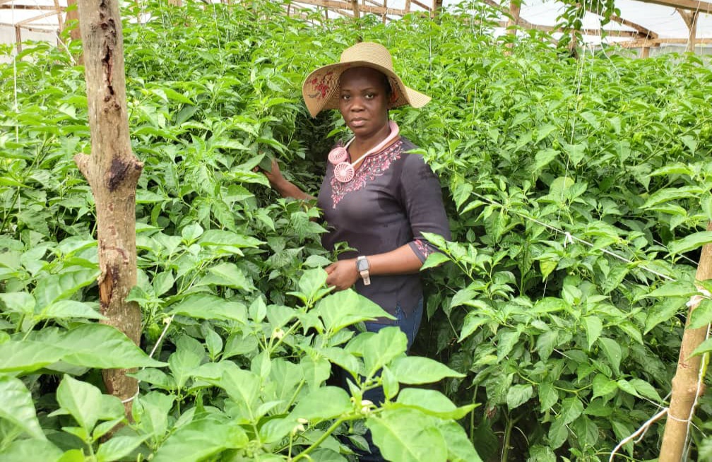 Women in Agriculture: How I use greenhouse farming to grow exotic vegetables — Farmer