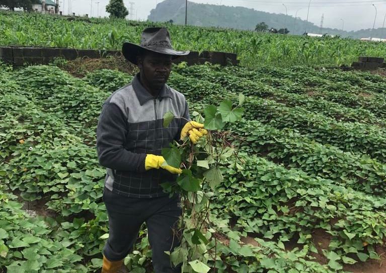 Abuja farmers lament impact of insecurity, herders’ attacks