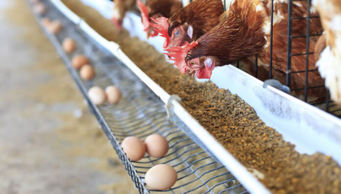Abuse of antibiotics in poultry threatens Indian community’s health | The Guardian Nigeria News