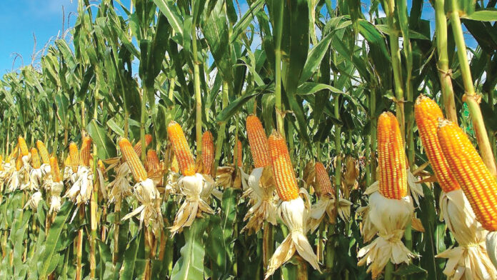 Access to improved inputs, mechanisation as catalysts for food productivity Access to improved inputs, mechanisation as catalysts for food productivity