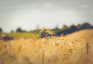 agriaf