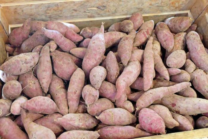 Enugu residents turn to potatoes as yam prices skyrocket Enugu residents turn to potatoes as yam prices skyrocket